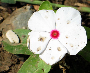 Image showing Lonely beauty