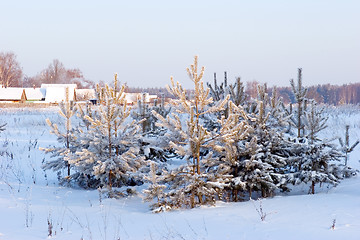 Image showing Pine-trees under snow