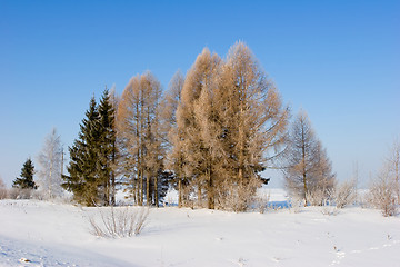 Image showing Frosten trees