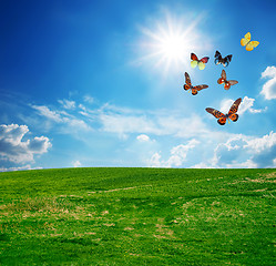 Image showing Green perfect field, a butterfly group flying