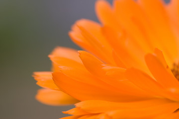 Image showing Orange flower(Calendula) macro