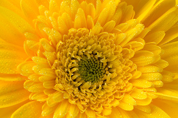 Image showing Yellow gerbera flower