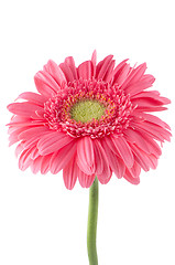 Image showing Pink gerbera daisy flower