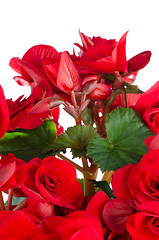 Image showing Begonia Elatior gemengd flower