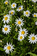 Image showing Natual daisies