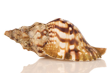 Image showing Sea shell