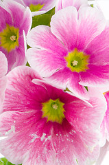 Image showing Closeup of pink primrose flowers