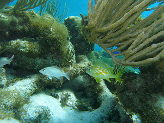 Image showing Flora and Fauna of Caribbean Sea