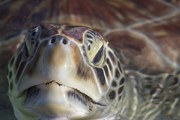 Image showing Sea Turtle Eyes and Face