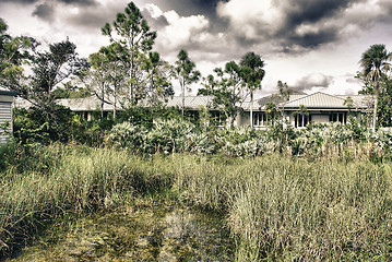 Image showing Vegetation in Florida, U.S.A.