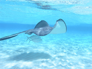 Image showing Stingray in the Caribbean Sea