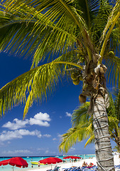 Image showing Palm on a beautiful sandy Beach with colorful Umbrellas