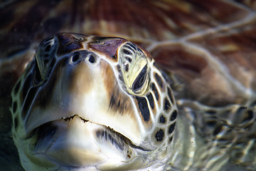 Image showing Sea Turtle Eyes and Face