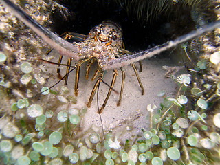 Image showing Crayfish in the Caribbean Sea