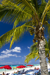 Image showing Palm on a beautiful sandy Beach with colorful Umbrellas