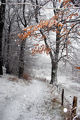 Image showing danish winter 