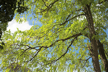 Image showing spring tree