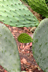 Image showing Plants and flowers from corsica