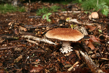 Image showing MUSHROOM