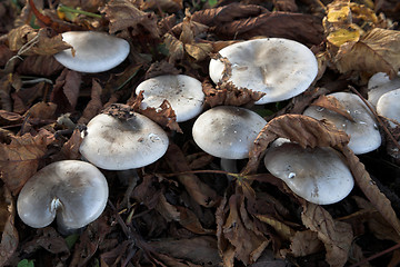 Image showing MUSHROOM