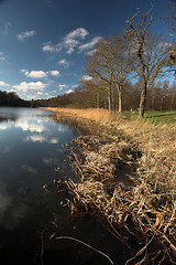 Image showing lake forest