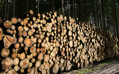 Image showing tree trunk