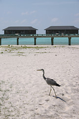 Image showing maldives islands