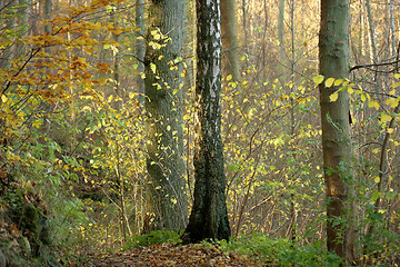 Image showing danish landscape01