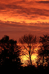 Image showing branches morning