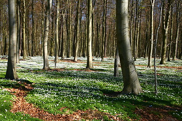 Image showing green spring landscape in denmark