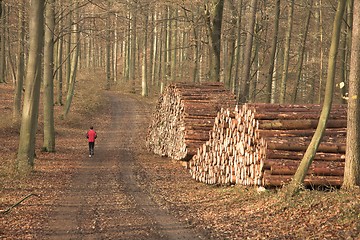 Image showing Autumn forest