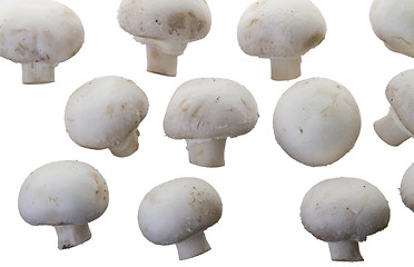 Image showing Many white mushroom