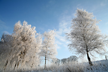 Image showing winter in denmark