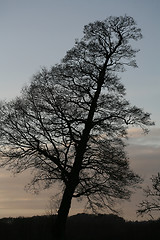Image showing Silhouette of tree at sunset