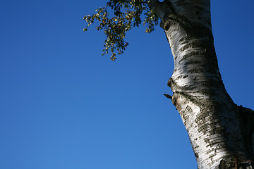 Image showing Tree trunk