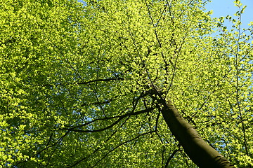 Image showing leaves