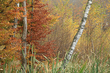 Image showing Forest in denmark