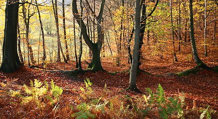 Image showing colorul forest