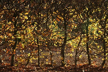 Image showing autumn leaves