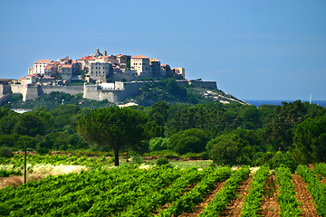 Image showing calvi