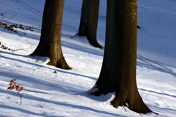 Image showing forest