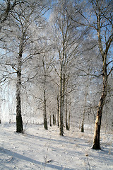 Image showing winter in denmark