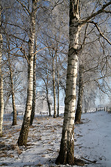 Image showing winter in denmark