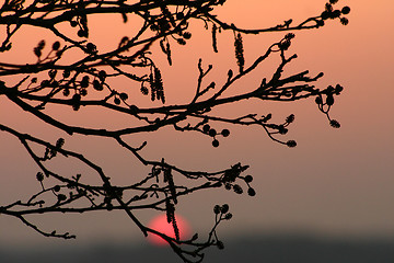 Image showing branches morning