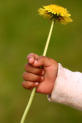 Image showing dandelion child