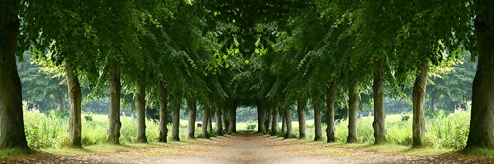 Image showing Tree