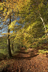 Image showing danish landscape