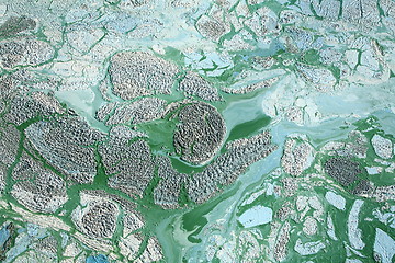 Image showing Blue-green algae