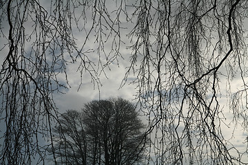 Image showing winter trees