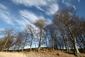 Image showing trees and forest